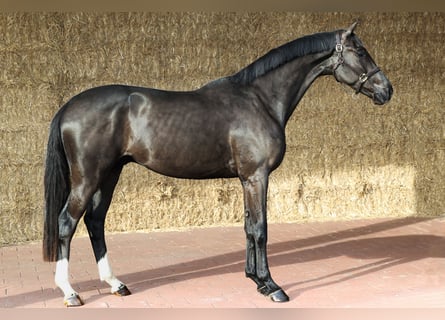 KWPN, Gelding, 3 years, 16,2 hh, Black