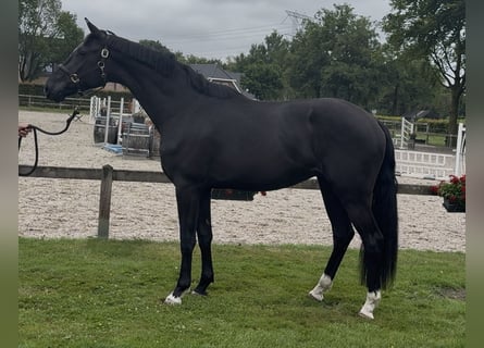 KWPN, Gelding, 3 years, 16,2 hh, Black