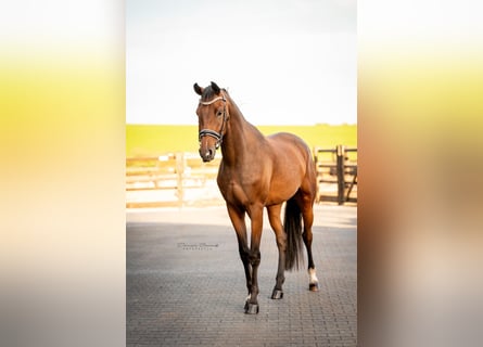 KWPN, Gelding, 3 years, 16,2 hh, Brown