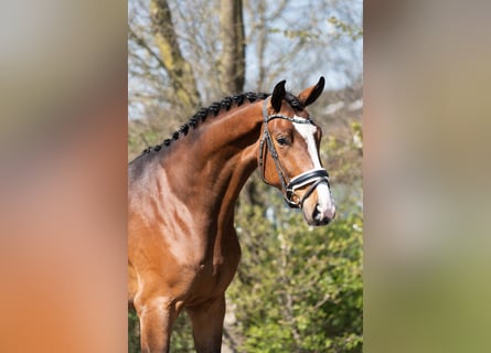 KWPN, Gelding, 3 years, 16,2 hh, Brown