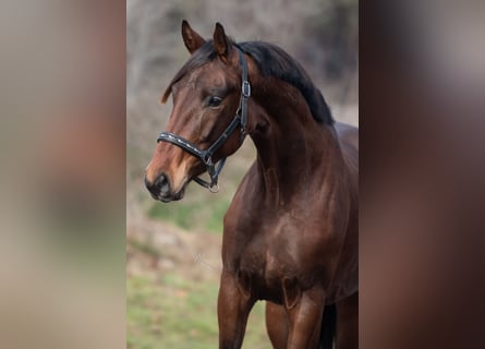 KWPN, Gelding, 3 years, 16,2 hh, Brown