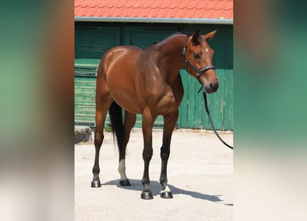 KWPN, Gelding, 3 years, 16,2 hh, Brown