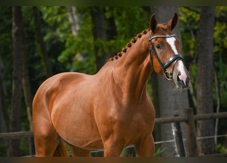 KWPN, Gelding, 3 years, 16,2 hh, Chestnut-Red
