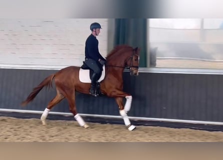 KWPN, Gelding, 3 years, 16,2 hh, Chestnut-Red