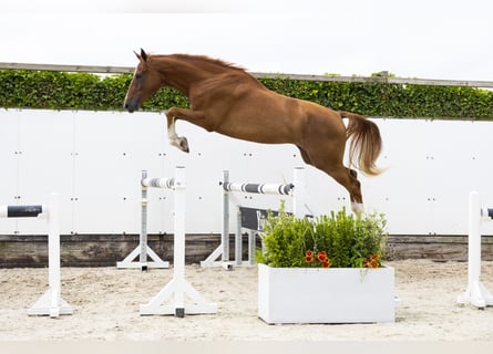 KWPN, Gelding, 3 years, 16,2 hh, Chestnut-Red
