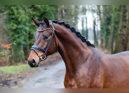 KWPN, Gelding, 3 years, 16,3 hh, Brown