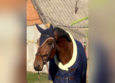 KWPN, Gelding, 3 years, 16,3 hh, Brown