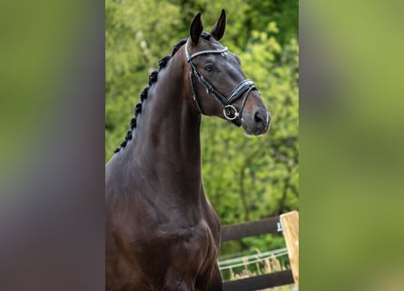 KWPN, Gelding, 3 years, 17 hh, Bay-Dark