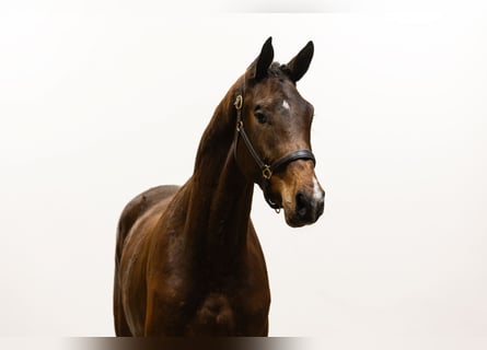 KWPN, Gelding, 3 years, 17 hh, Brown