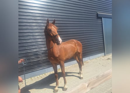 KWPN, Gelding, 3 years, 17 hh, Chestnut-Red