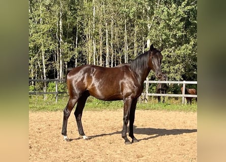 KWPN, Gelding, 3 years, 17 hh