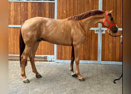 KWPN, Gelding, 3 years