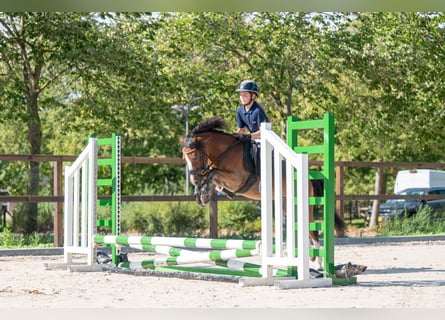 KWPN, Gelding, 4 years, 11.3 hh, Brown