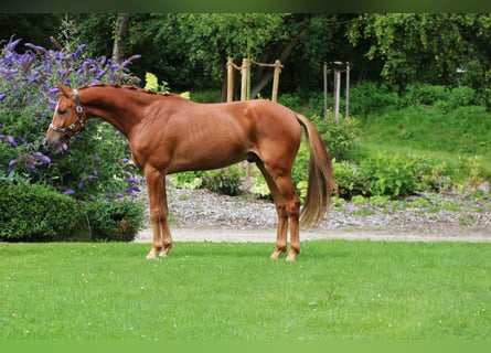 KWPN, Gelding, 4 years, 15.1 hh, Chestnut-Red