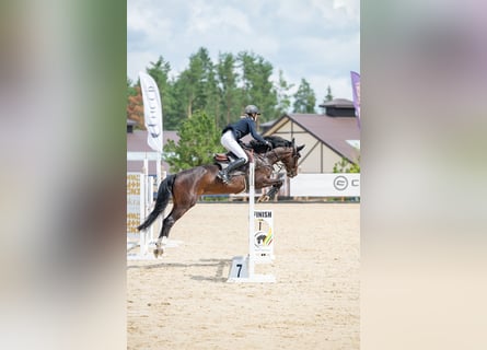 KWPN, Gelding, 4 years, 15,2 hh, Bay-Dark