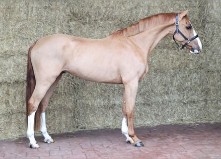 KWPN, Gelding, 4 years, 15,2 hh, Chestnut-Red