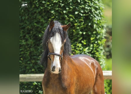 KWPN, Gelding, 4 years, 15,3 hh, Brown