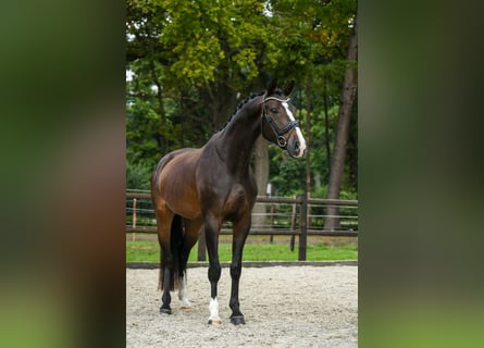 KWPN, Gelding, 4 years, 16.1 hh, Bay-Dark KWPN, Gelding, 4 years, 16.1 hh, Bay-Dark