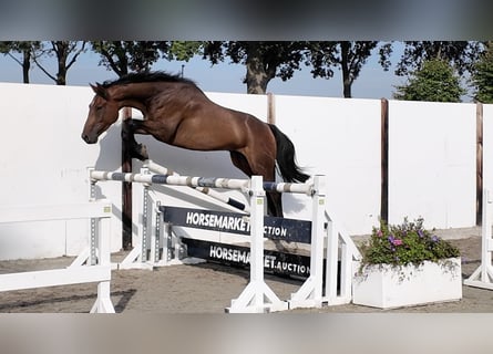 KWPN, Gelding, 4 years, 16.1 hh, Bay