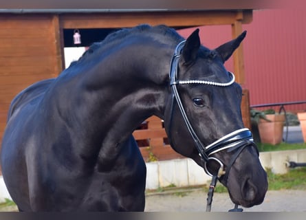 KWPN, Gelding, 4 years, 16.1 hh, Black