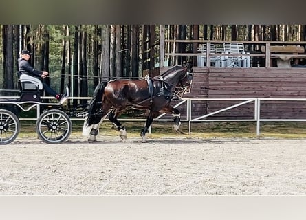 KWPN, Gelding, 4 years, 16,1 hh, Brown