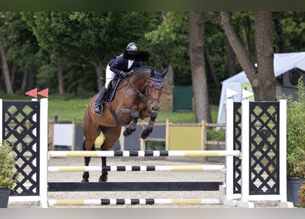KWPN, Gelding, 4 years, 16.1 hh, Brown