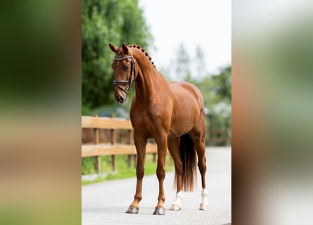 KWPN, Gelding, 4 years, 16,1 hh, Chestnut-Red