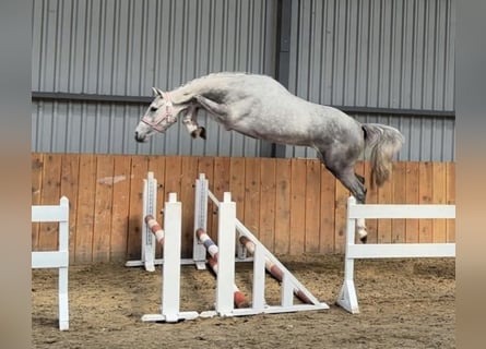 KWPN, Gelding, 4 years, 16.1 hh, Gray