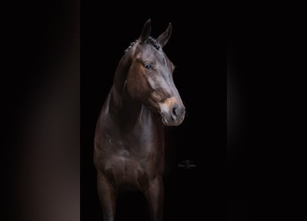 KWPN, Gelding, 4 years, 16,1 hh, Smoky-Black