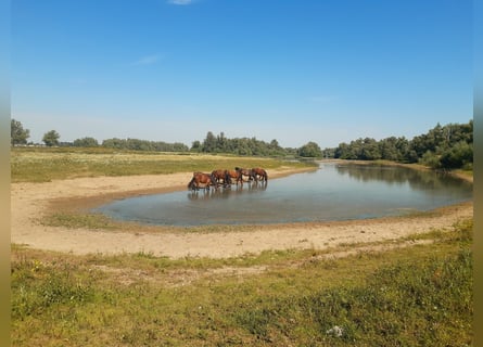 KWPN, Gelding, 4 years, 16,1 hh, Smoky-Black