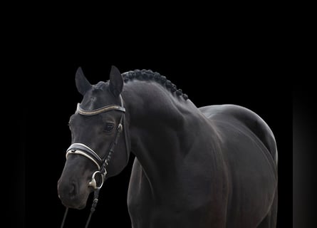 KWPN, Gelding, 4 years, 16.2 hh, Black