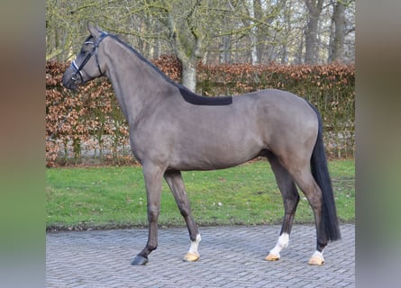 KWPN, Gelding, 4 years, 16.2 hh, Black