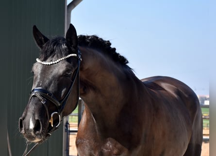 KWPN, Gelding, 4 years, 16.2 hh, Black