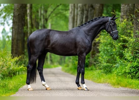 KWPN, Gelding, 4 years, 16,2 hh, Black