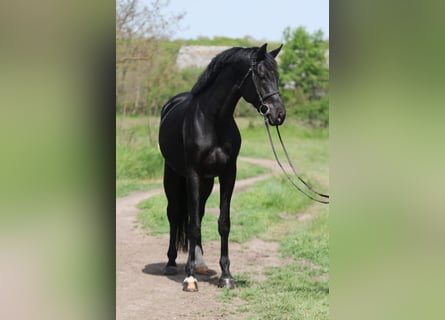 KWPN, Gelding, 4 years, 16.2 hh, Black