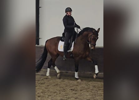 KWPN, Gelding, 4 years, 16.2 hh, Brown