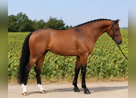 KWPN, Gelding, 4 years, 16.2 hh, Brown