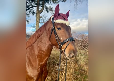 KWPN, Gelding, 4 years, 16,2 hh, Chestnut-Red