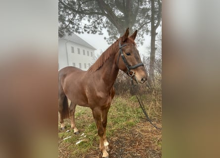 KWPN, Gelding, 4 years, 16,2 hh, Chestnut-Red