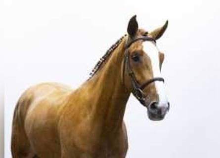 KWPN, Gelding, 4 years, 16,2 hh, Chestnut-Red