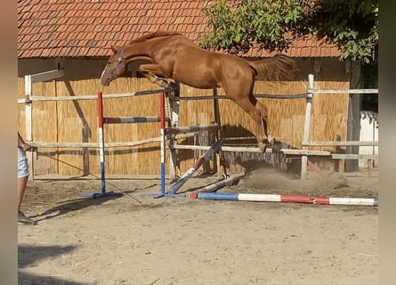 KWPN, Gelding, 4 years, 16,2 hh, Chestnut