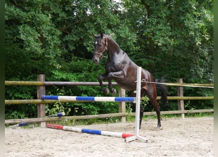 KWPN, Gelding, 4 years, 16,2 hh