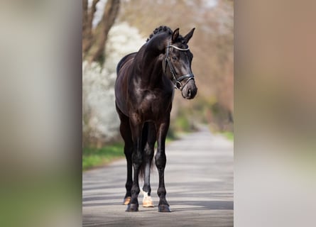 KWPN, Wallach, 4 Jahre, 16,3 hh, Rappe