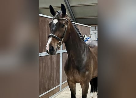 KWPN, Gelding, 4 years, 16 hh, Bay-Dark