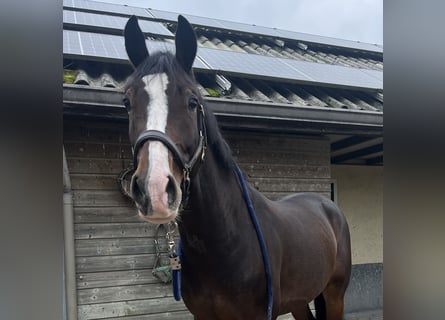 KWPN, Gelding, 4 years, 16 hh, Bay-Dark