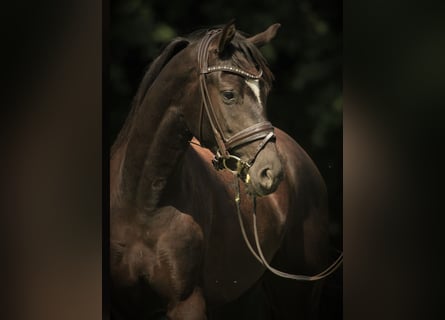KWPN, Gelding, 4 years, 16 hh, Black