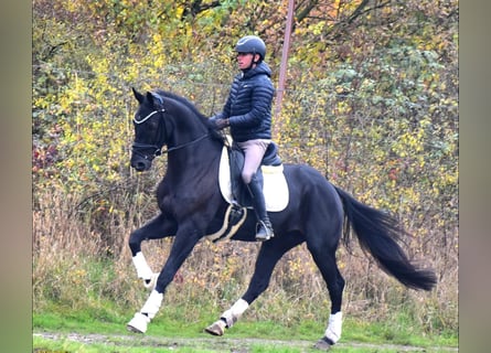 KWPN, Gelding, 4 years, 16 hh, Black