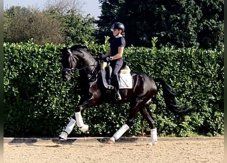 KWPN, Gelding, 4 years, 16 hh, Black