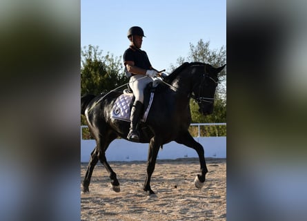 KWPN, Gelding, 4 years, 16 hh, Black