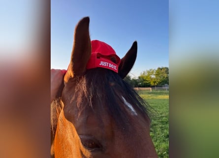 KWPN, Gelding, 4 years, 16 hh, Brown